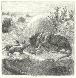 Aardvark (engraving) av English School