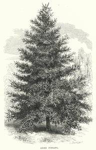Abies Pinsapo (gravyr) av English School