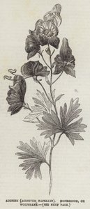 Aconite (Aconitum Napellus), Monkshood eller Wolfsbane (gravyr) av English School