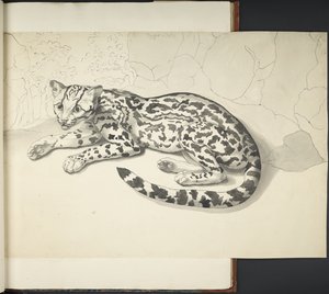 Lägg till MS 11807 f.9 Tyger Cat, från 