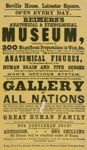 Annons för Reimerss anatomiska och etnologiska museum av English School
