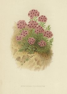 Aethiona pulchellum av English School