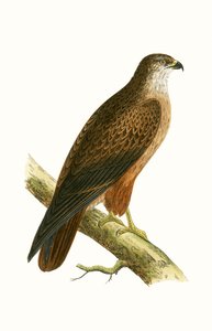 Afrikansk buse, illustration från "A History of the Birds of Europe Not Observed in the British Isles" av Charles Robert Bree (1811-86), publicerad 1867.