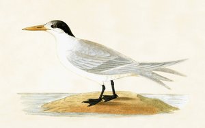 Allied Tern, illustration från "A History of the Birds of Europe Not Observed in the British Isles" av Charles Robert Bree (1811-86), publicerad 1867