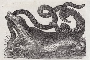 Alligator (gravyr) av English School