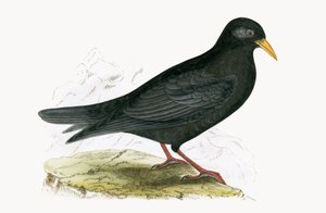 Alpine Chough, illustration från "A History of the Birds of Europe Not Observed in the British Isles" av Charles Robert Bree (1811-86), publicerad 1867 av English School