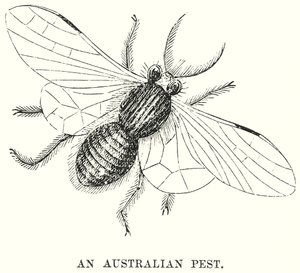 En australisk skadedjur (gravyr) av English School