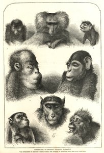 Anor enligt Darwin av English School