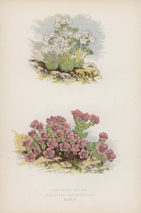 Androsace Villosa; Saxifraga Oppositefolia (färg litho) av English School