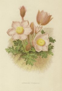 Anemone vernalis av English School