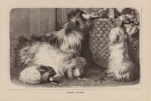 Angora Sea-Pigs (engraving) av English School
