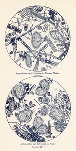 Animalcules och Infusoria i vatten (färglitografi) av English School