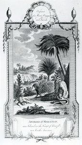 Animals of Maragnan, illustration hämtad från Moores Voyages and Travels, 1778 av English School