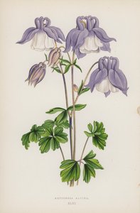 Aquilegia Alpina (färg litho) av English School