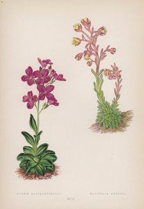 Arabis; Saxifraga Ambigua (färg litho) av English School
