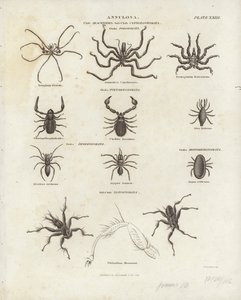 Spindeldjur