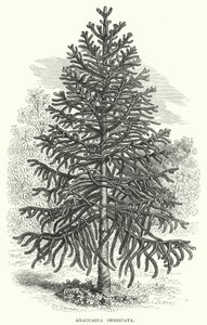 Araucaria Imbricata (gravyr) av English School
