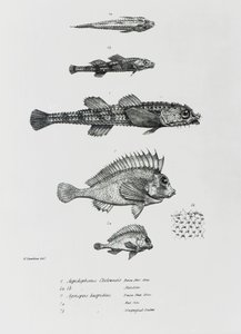 Aspidophorus Chiloensis och Agriopus Hispidus, plåt 7 från 
