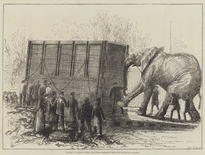 Försök att ta bort Jumbo, den stora elefanten, från Zoological Gardens (litho) av English School