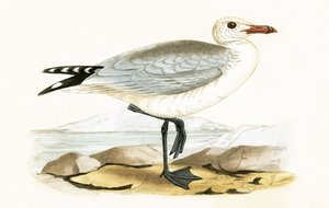 Audouins Gull, illustration från "A History of the Birds of Europe Not Observed in the British Isles" av Charles Robert Bree (1811-86), publicerad 1867
