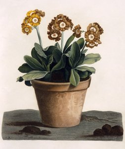 Auricula in a Pot, ca 1840-talet (handfärgad gravyr) av English School
