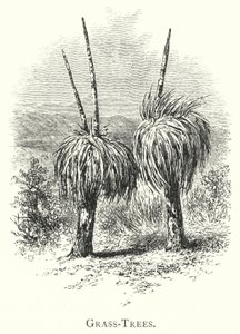 Australien: Grass-Trees (gravyr) av English School