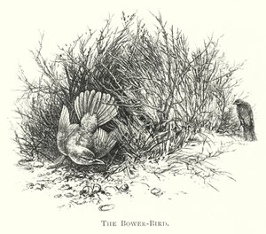 Australien: The Bower-Bird (gravyr) av English School