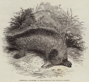 Australisk myrätare, vid Zoological Society Gardens (gravyr) av English School