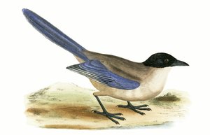 Azure Winged Skata, illustration från "A History of the Birds of Europe Not Observed in the British Isles" av Charles Robert Bree (1811-86), publicerad 1867 av English School