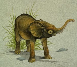 Baby elefant av English School
