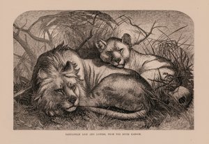 Babylonischer Löwe und Löwin vom Fluss Karoom von English School