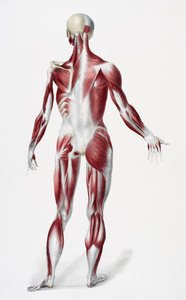 Baksidan av den manliga människokroppen som visar muskler senor och ben, från The Vessels of the Human Body, redigerad av Jones Quain och William Wilson, publicerad av Taylor och Watson, London 1837 (färg litho av English School