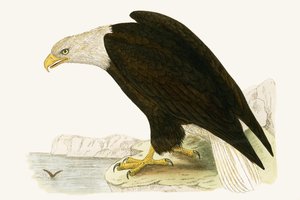 Bald Eagle, illustration från "A History of the Birds of Europe Not Observed in the British Isles" av Charles Robert Bree (1811-86), publicerad 1867 av English School