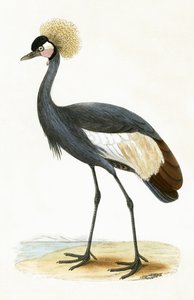 Balearic Crane, illustration från "A History of the Birds of Europe Not Observed in the British Isles" av Charles Robert Bree (1811-86), publicerad 1867 av English School