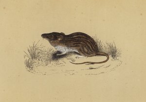 Barbary Mouse (färg litho) av English School