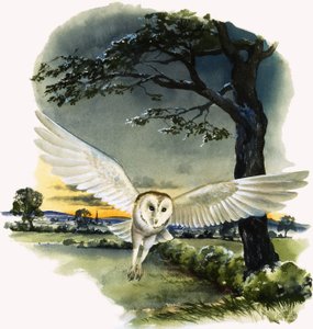Slaguggla i flykt, illustration från "Peeps at Nature av English School