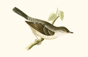 Barred Warbler, illustration från "A History of the Birds of Europe Not Observed in the British Isles" av Charles Robert Bree (1811-86), publicerad 1867 av English School