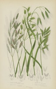 Barr brome, stor brome, slät rågbrome, tumid field brome, mjuk brome (färglitografi) av English School