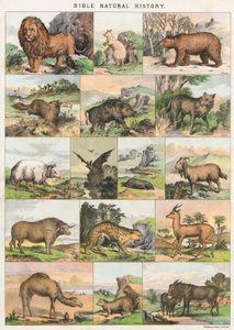 Bibeln Naturhistoria av English School