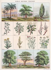 Bibelns naturhistoria av English School