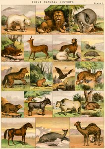 Bibelns naturhistoria av English School