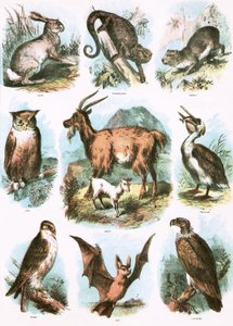 Biblische Illustrationen