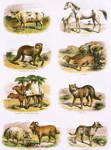Biblisk naturhistoria av English School
