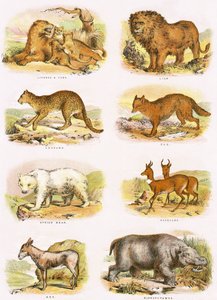Biblisk naturhistoria av English School