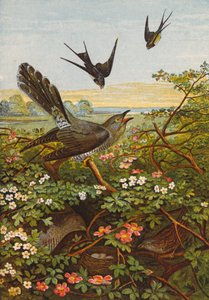 Fåglar (färglitografi) av English School