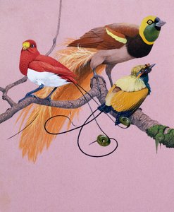 Paradisfåglar (gouache på papper) av English School