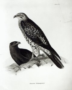 Birds of Prey, ipu 2 mai le 
