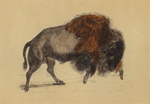 Bison (färglitografi) av English School