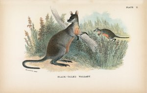 Black-tailed Wallabyswed av English School