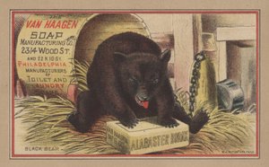 Svart björn (färg litho) av English School